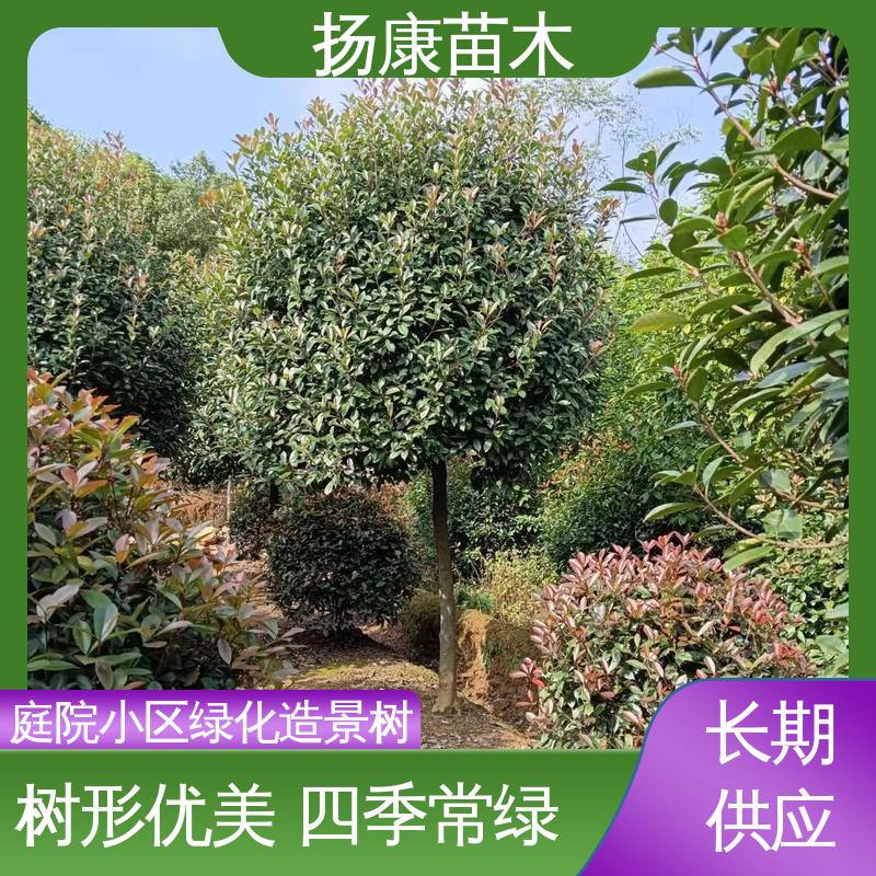 扬康苗木 基地供应 红叶石楠树 园林庭院造景植物 高端大气美观