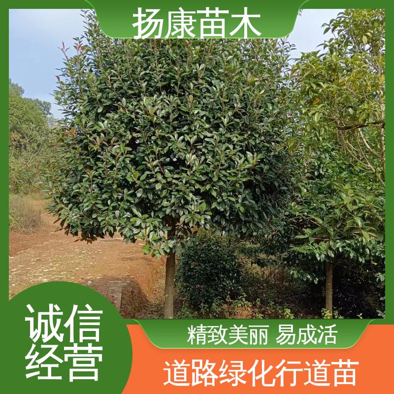扬康苗木 基地供应 小楠 园林庭院造景植物 枝叶紧密 美丽多姿