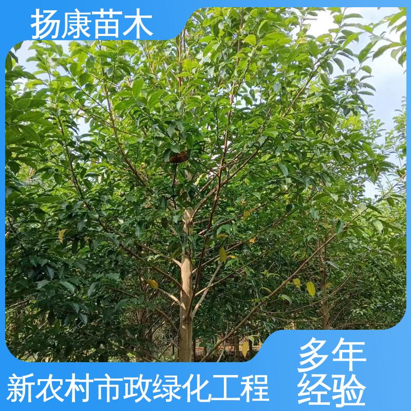 扬康苗木 浙 江乐 昌含笑 庭院小区绿化造景树 高成活率 规格齐全