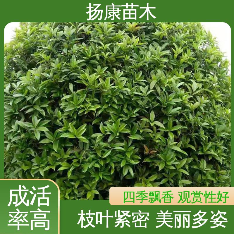扬康苗木 基地供应 22公分桂花 庭院别墅景观树 环境适应性强