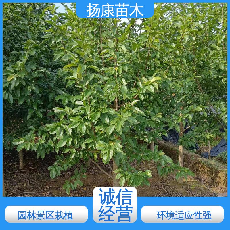 扬康苗木 基地供应 湖 南 乐 昌含笑 园林庭院造景植物 高成活率 规格齐全