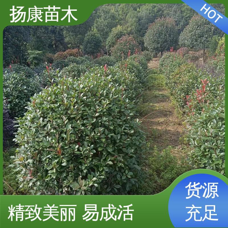 扬康苗木 基地供应 红叶南栓 园林景区栽植 观赏价值高