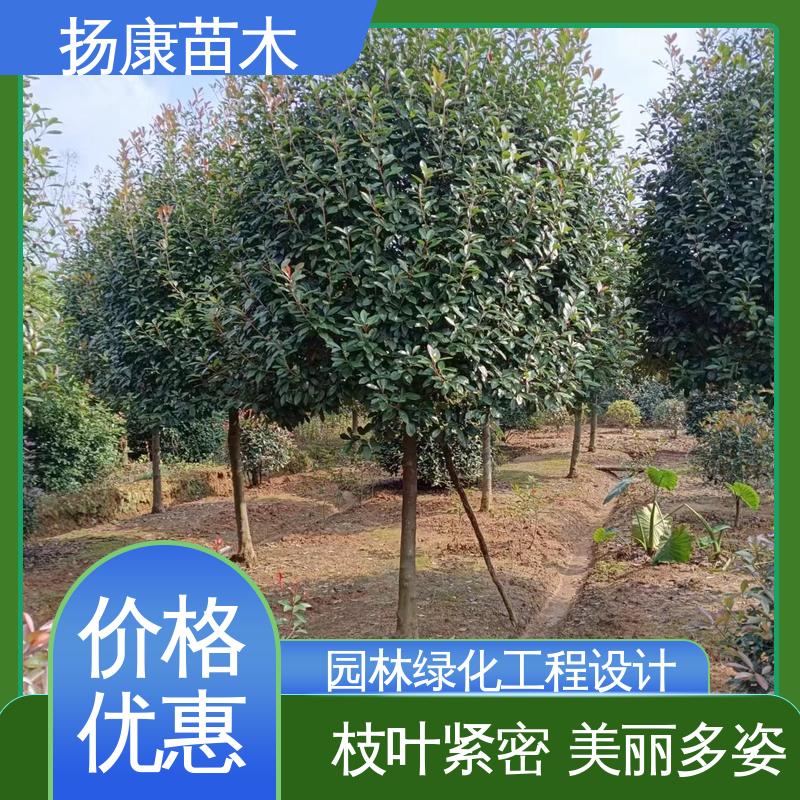扬康苗木 基地供应 红叶石楠球 绿化工程行道树 树形丰富 成活率高