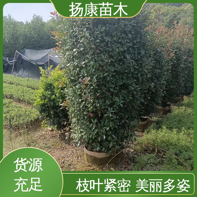 扬康苗木 基地供应 小楠 庭院小区绿化造景树 枝叶紧密 美丽多姿