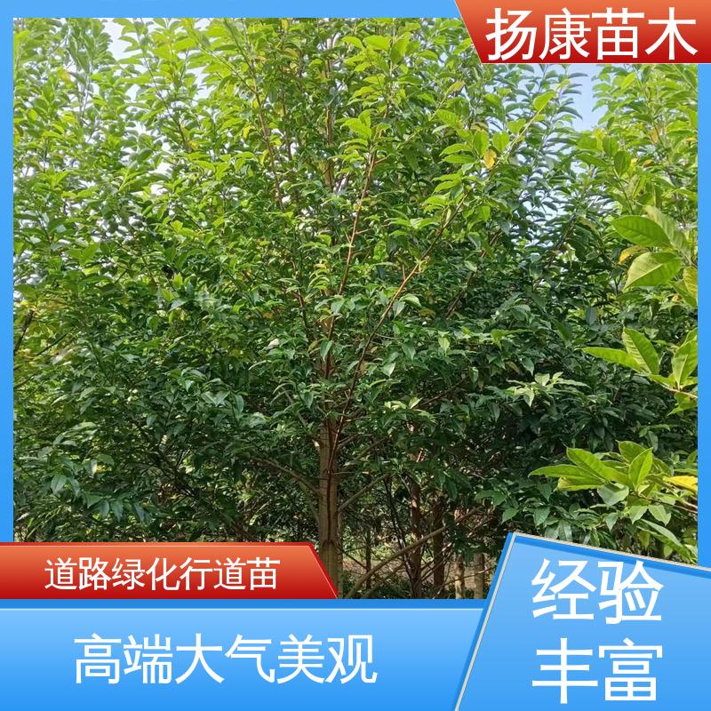 扬康苗木 基地供应 18公分乐 昌含笑 城市景观绿化树 造型优美 易成活