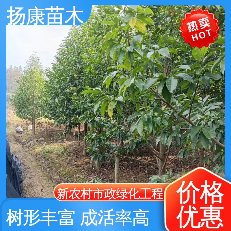 扬康苗木 基地供应 乐 昌含笑批发 园区道路绿化苗 适用性强 规格齐全