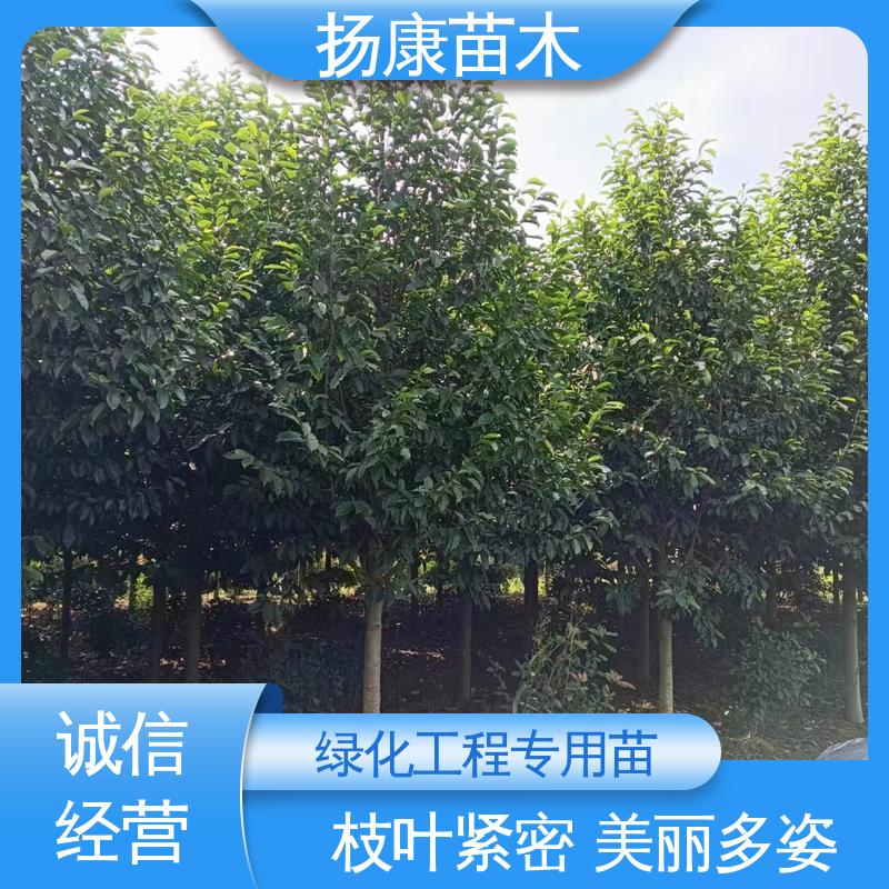 扬康苗木 乐 昌含笑批发 园林绿化专用树 观赏价值高