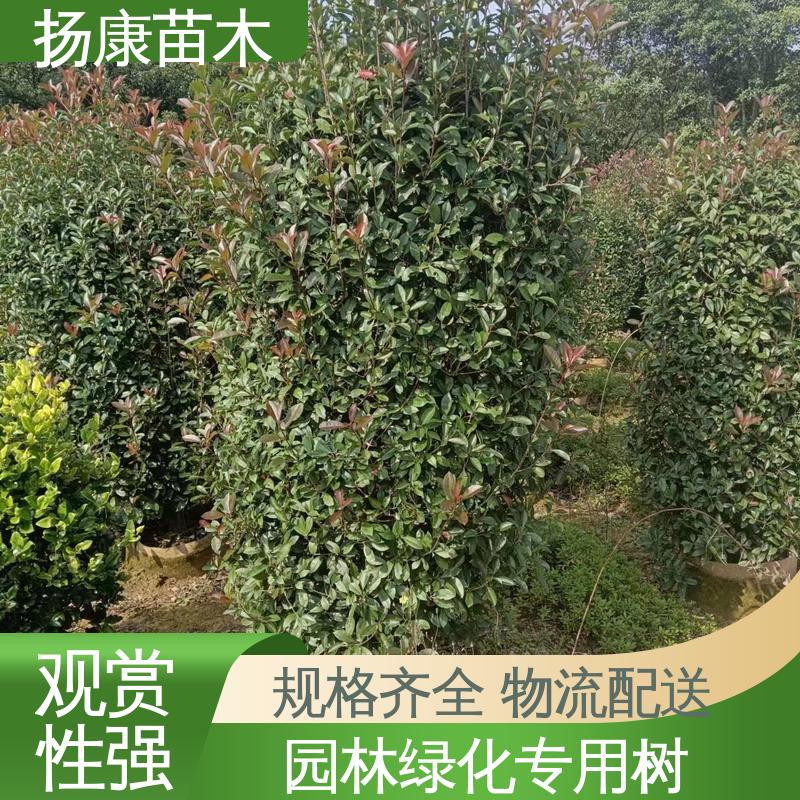 扬康苗木 基地供应 红叶石楠 园林景区栽植 造型优美 易成活