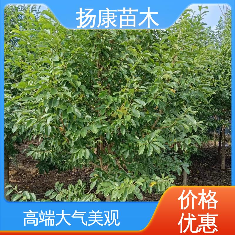 扬康苗木 基地供应 18公分乐 昌含笑 园林景区栽植 高成活率 规格齐全