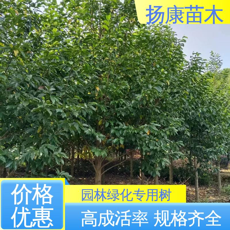扬康苗木 基地供应 乐 昌含笑苗 园区道路绿化苗 造型优美 易成活