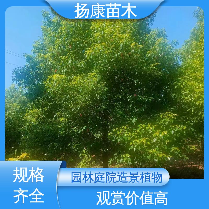 扬康苗木 基地供应 18公分乐 昌含笑 城市景观绿化树 高端大气美观