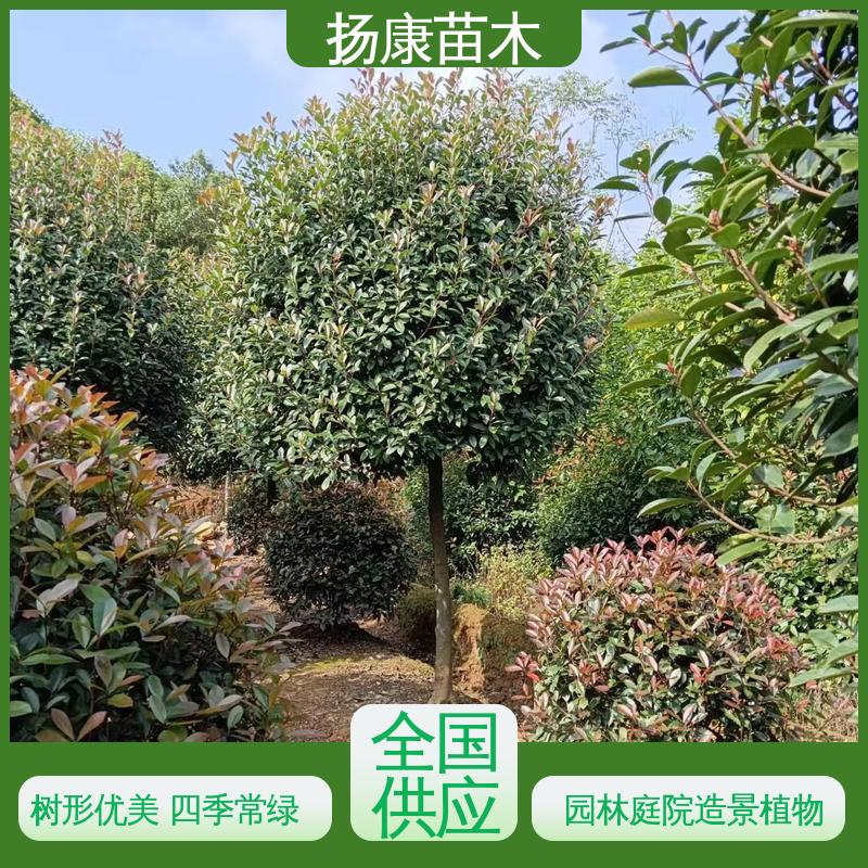 扬康苗木 基地供应 红叶南栓 园林景区栽植 高成活率 规格齐全