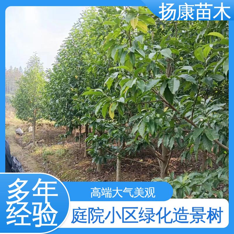 扬康苗木 基地供应 20公分乐 昌合笑 园林绿化工程设计 环境适应性强