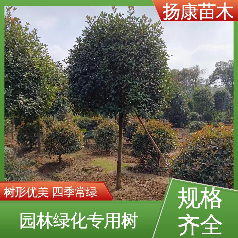 扬康苗木 基地供应 纸石楠球 园林庭院造景植物 观赏价值高