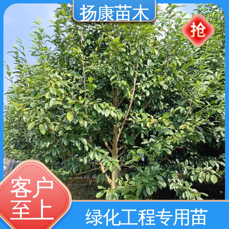 扬康苗木 基地供应 云 南乐 昌合笑 园林庭院造景植物 高端大气美观