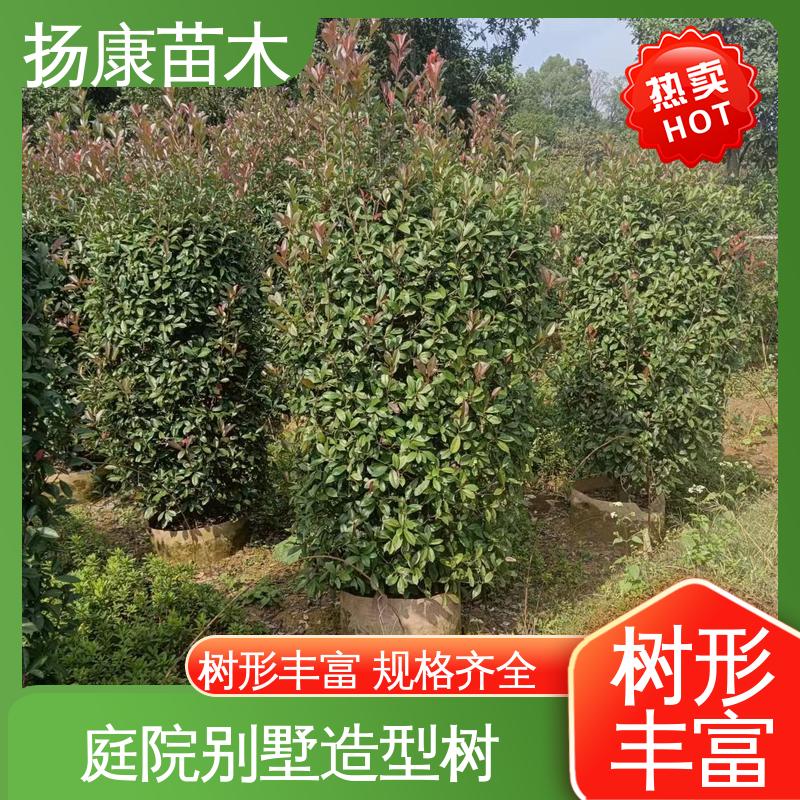 扬康苗木 纸石楠球 园林庭院造景植物 造型优美 易成活