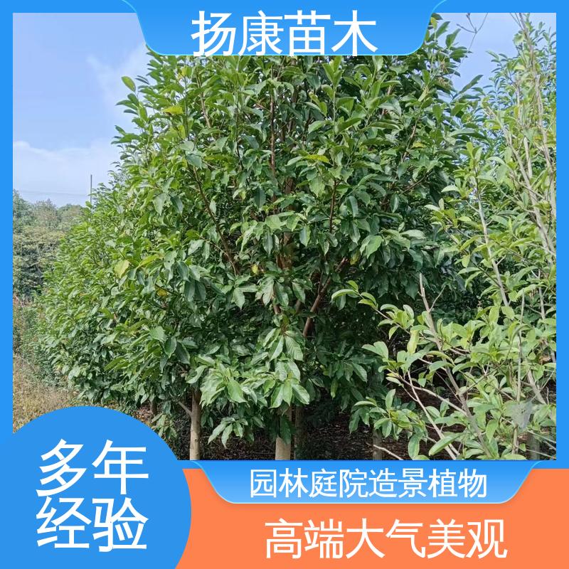 扬康苗木 基地供应 12公分乐 昌含笑 绿化工程行道树 观赏价值高