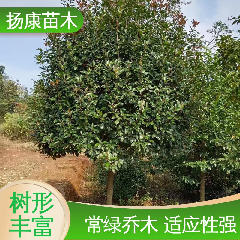 扬康苗木 基地供应 小楠 园林景区栽植 高成活率 规格齐全