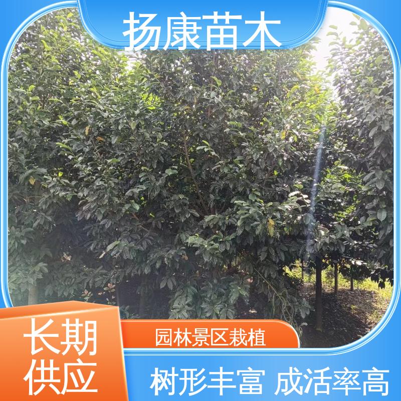 扬康苗木 浙 江乐 昌含笑 园林绿化工程设计 枝叶紧密 美丽多姿