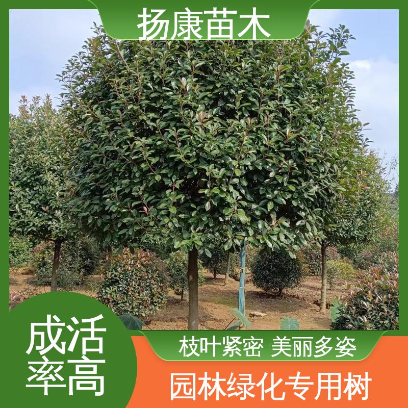 扬康苗木 基地供应 红叶石楠 道路绿化行道苗 适用性强 规格齐全
