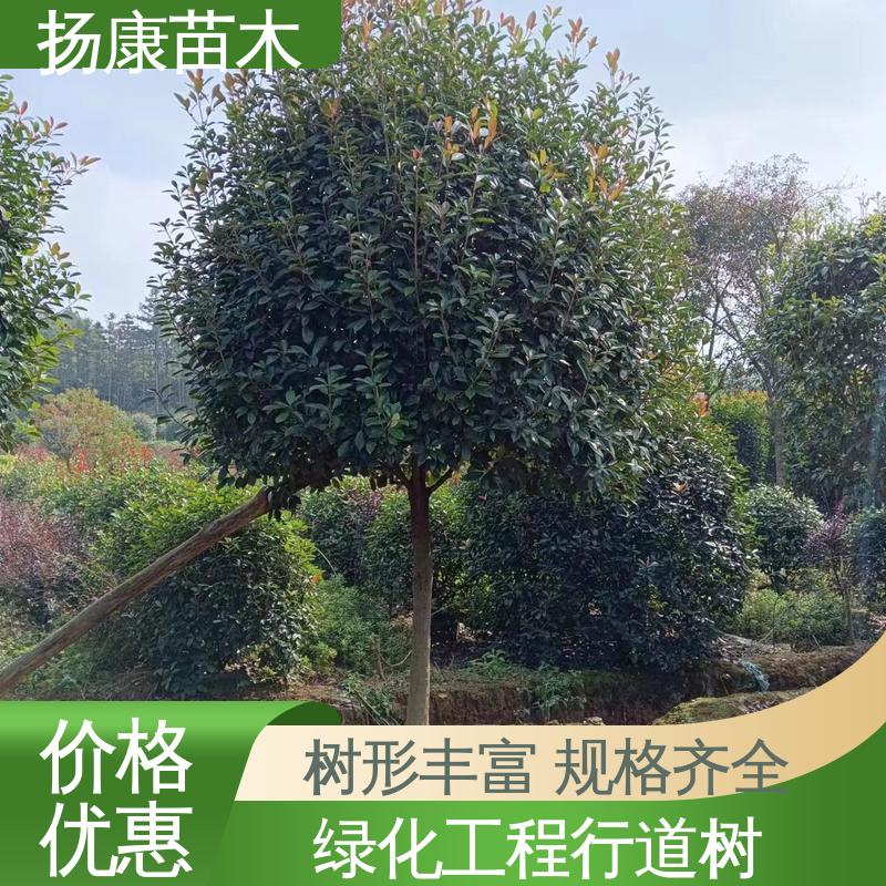 扬康苗木 纸石楠球 绿化工程专用苗 精致美丽 易成活