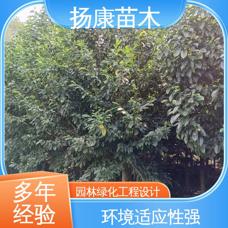 扬康苗木 湖 南 乐 昌含笑 园林绿化专用树 精致美丽 易成活