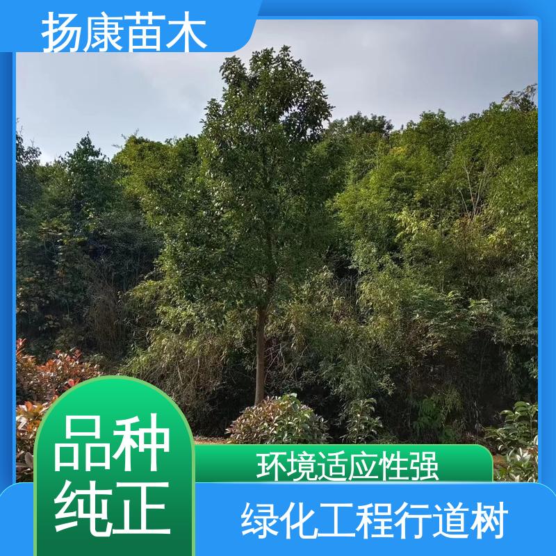 扬康苗木 基地供应 乐 昌含笑批发 庭院小区绿化造景树 观赏价值高
