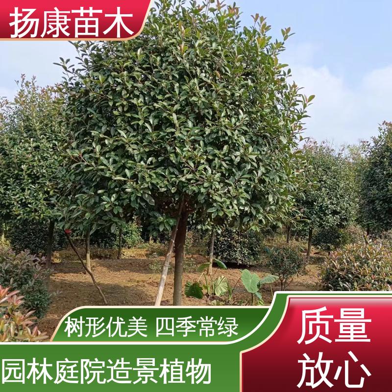 扬康苗木 纸石楠球 绿化工程专用苗 观赏价值高