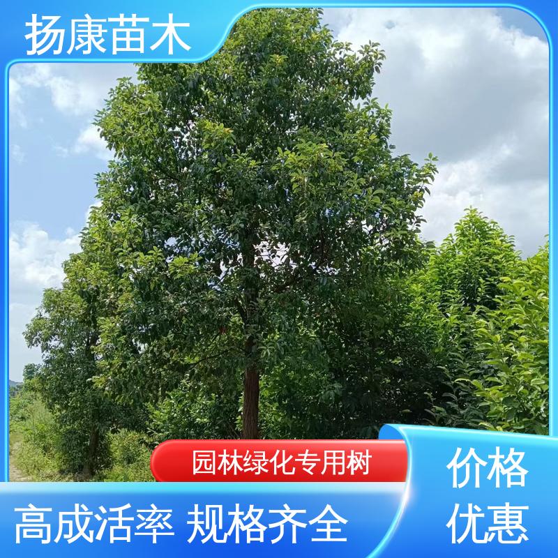 扬康苗木 20公分乐 昌合笑 园林景区栽植 造型优美 易成活