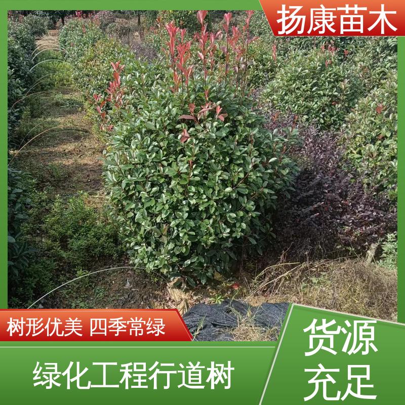 扬康苗木 基地供应 红叶石楠树 园林绿化工程设计 精致美丽 易成活