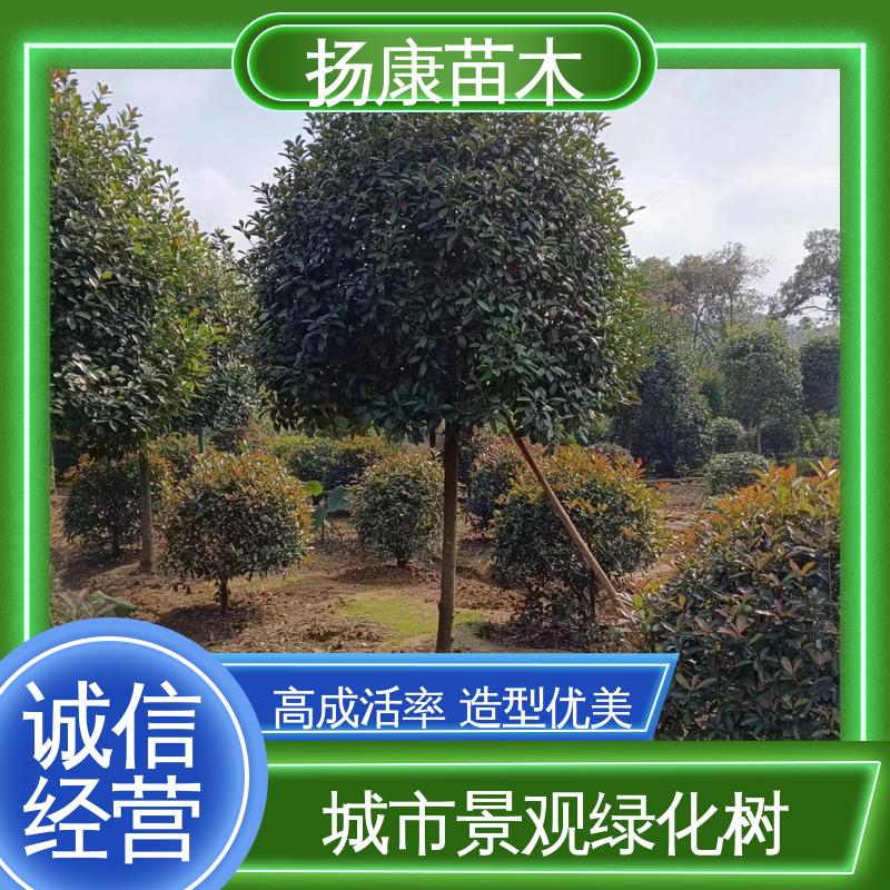 扬康苗木 纸石楠球 庭院小区绿化造景树 观赏价值高