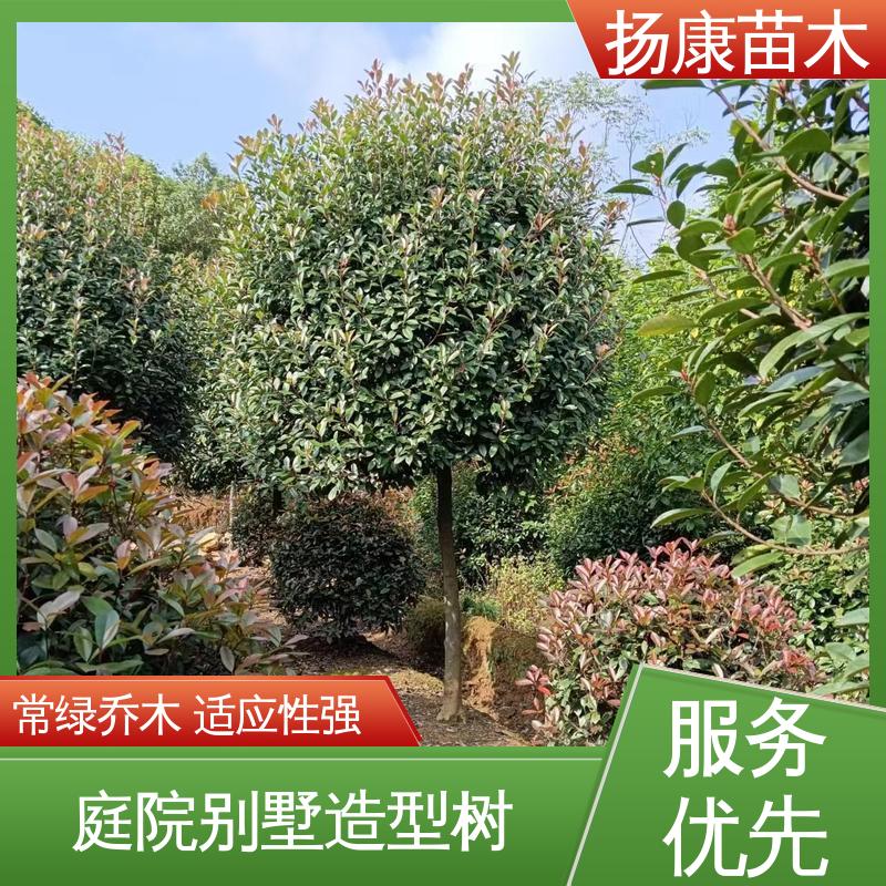 扬康苗木 红叶南栓 园林庭院造景植物 造型优美 易成活