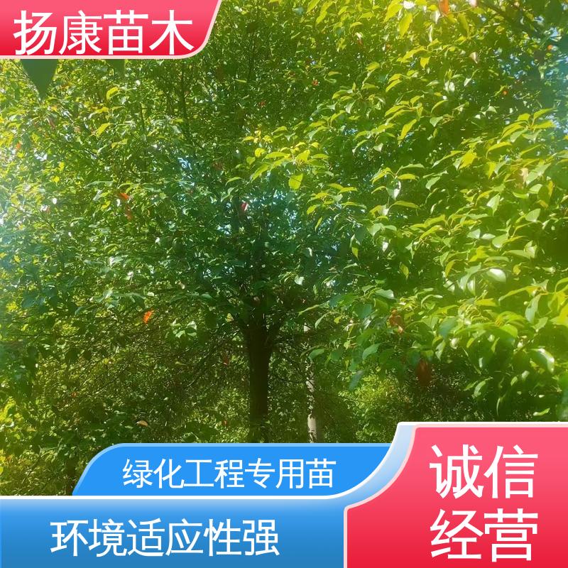 扬康苗木 四 川乐 昌含笑 绿化工程专用苗 枝叶紧密 美丽多姿