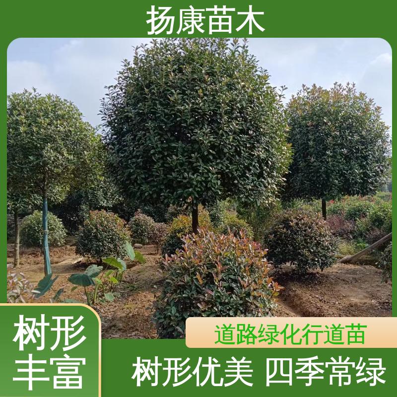 扬康苗木 小楠 庭院小区绿化造景树 高成活率 规格齐全