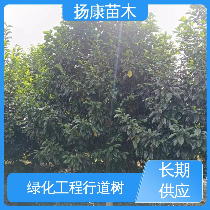 扬康苗木 基地供应 湖 南 乐 昌含笑 园区道路绿化苗 精致美丽 易成活