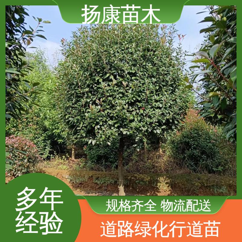 扬康苗木 基地供应 红叶石楠树 园林绿化专用树 高成活率 规格齐全
