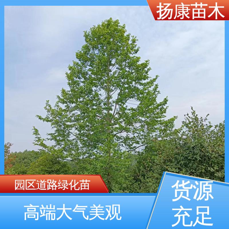 扬康苗木 昌合笑 常绿乔木 行道风景树 露地栽培 高成活率