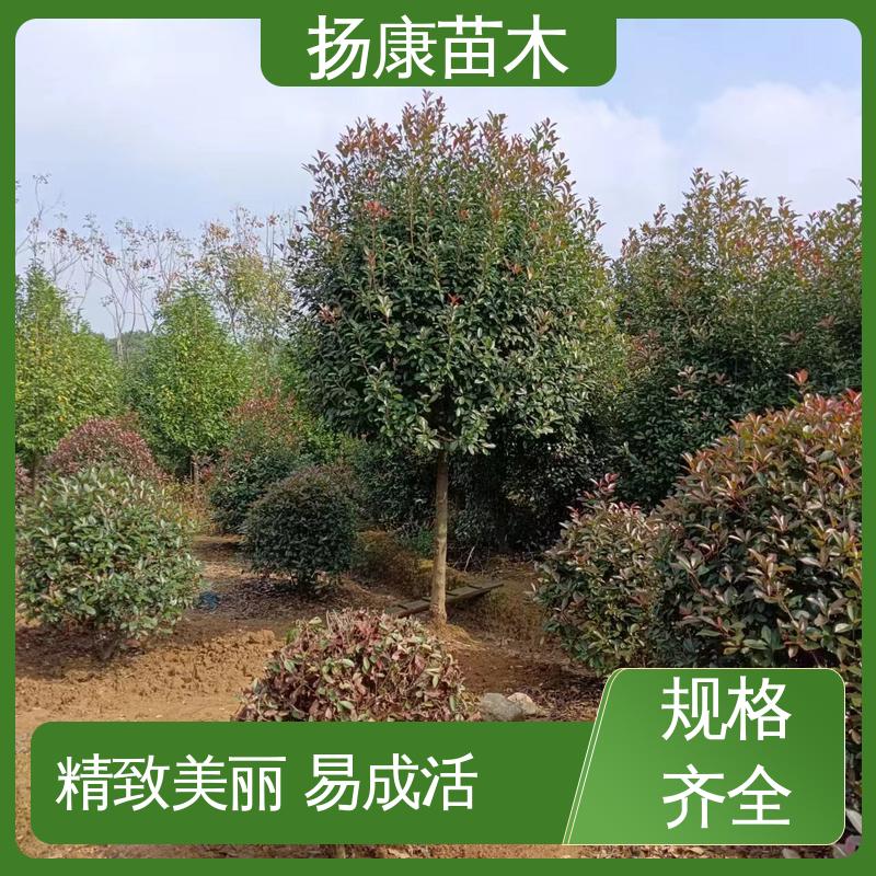 扬康苗木 小楠 绿化工程改造苗 精致美丽 易成活