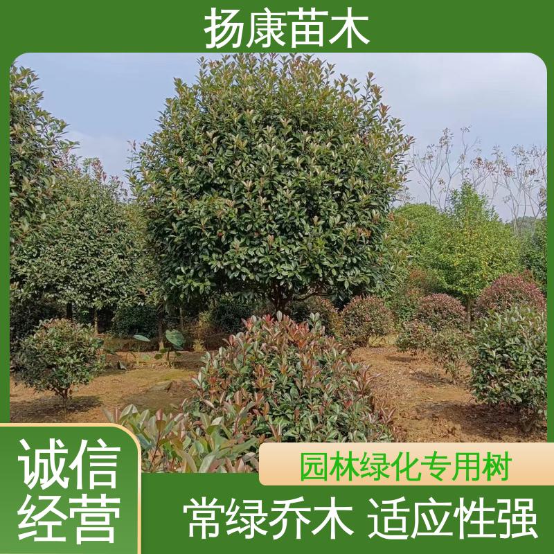扬康苗木 小楠 园林绿化专用树 高成活率 规格齐全