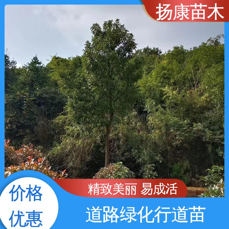 扬康苗木 基地供应 精品乐 昌含笑 园林景区栽植 枝叶紧密 美丽多姿