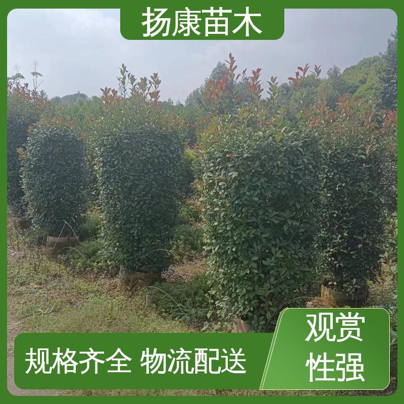 扬康苗木 红叶南栓 园区道路绿化苗 观赏价值高