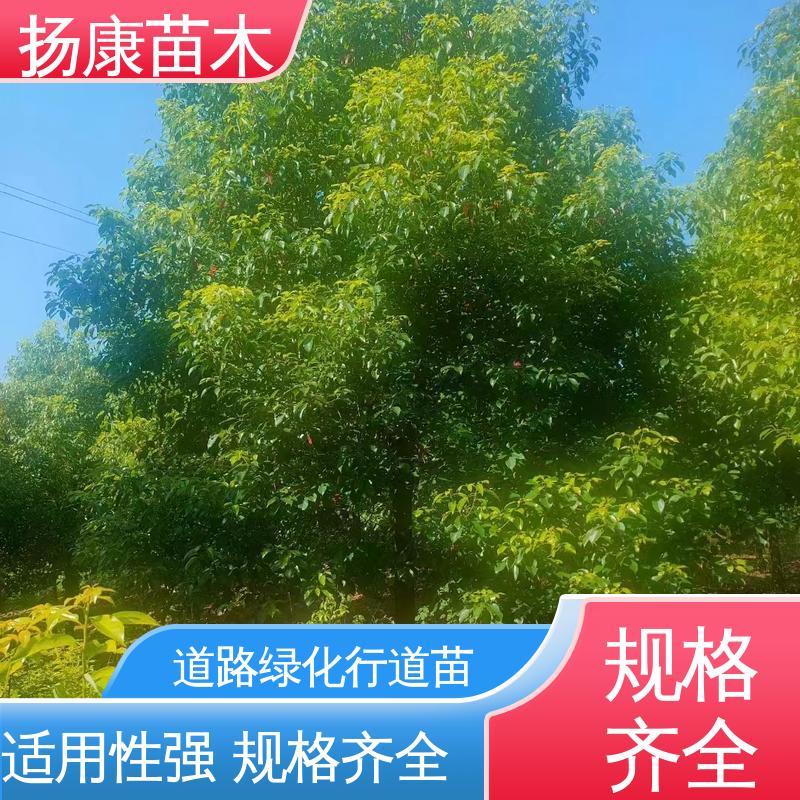 扬康苗木 乐 昌含笑苗 绿化工程专用苗 造型优美 易成活
