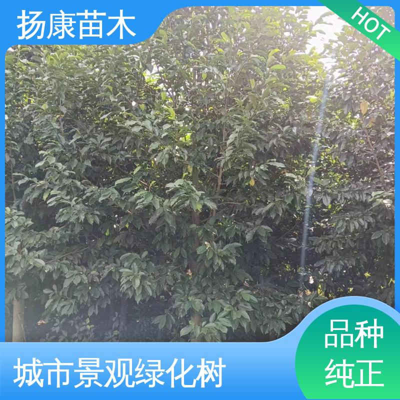 扬康苗木 昌含笑常绿乔木 露地栽培 高成活率行道树