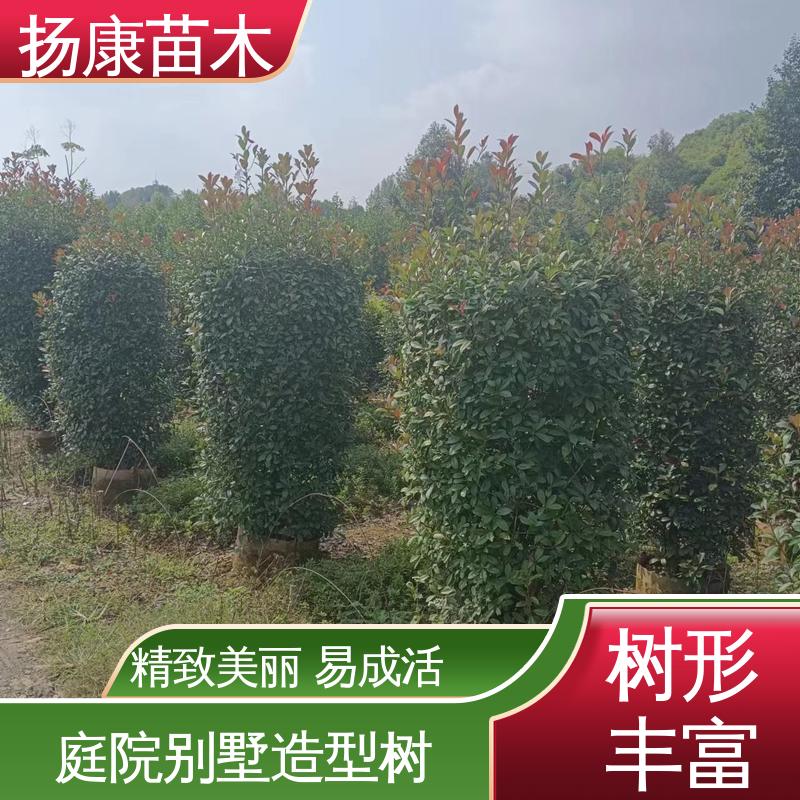 扬康苗木 红叶南栓 道路绿化行道苗 精致美丽 易成活