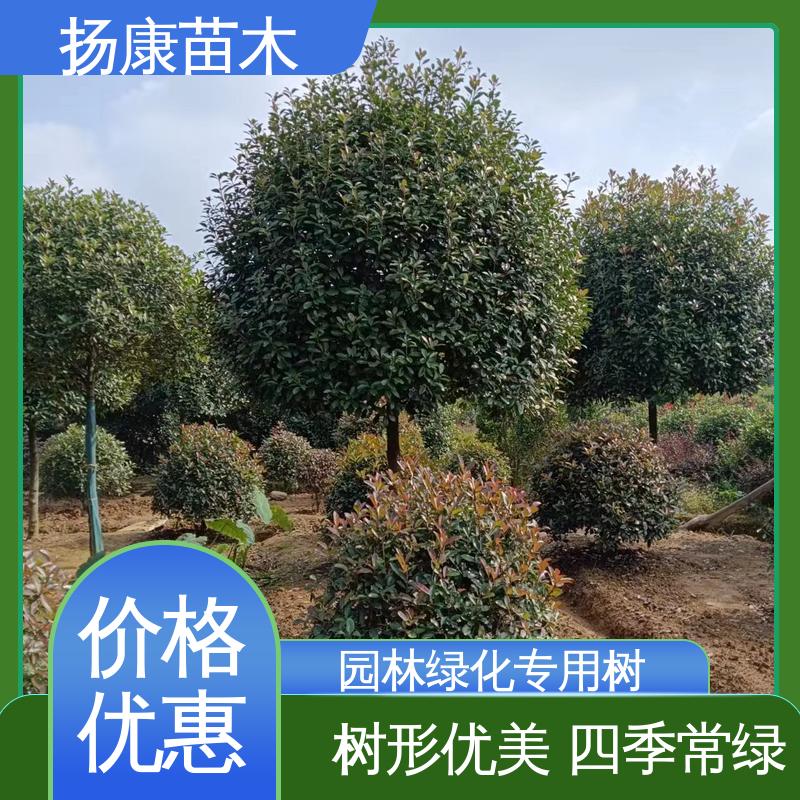 扬康苗木 红叶石楠树 绿化工程行道树 树形丰富 成活率高