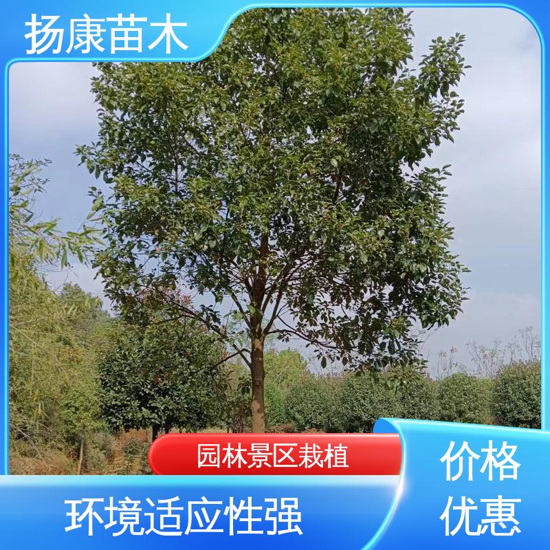扬康苗木 湖 南 乐 昌含笑 绿化工程行道树 观赏价值高