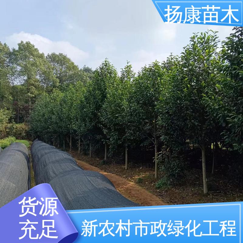 扬康苗木 乐 昌含笑苗 庭院小区绿化造景树 环境适应性强