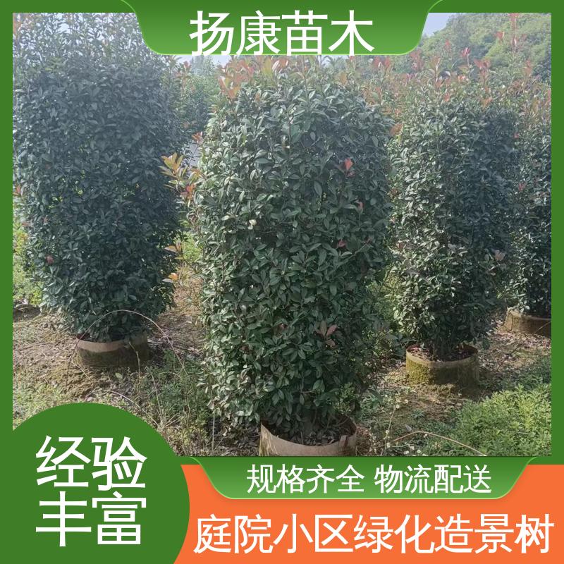 扬康苗木 红叶石楠球 园林庭院造景植物 造型优美 易成活