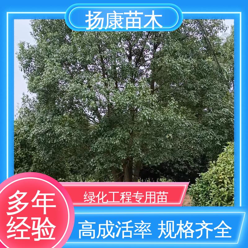 扬康苗木 基地供应 四 川乐 昌含笑 绿化工程行道树 高成活率 规格齐全