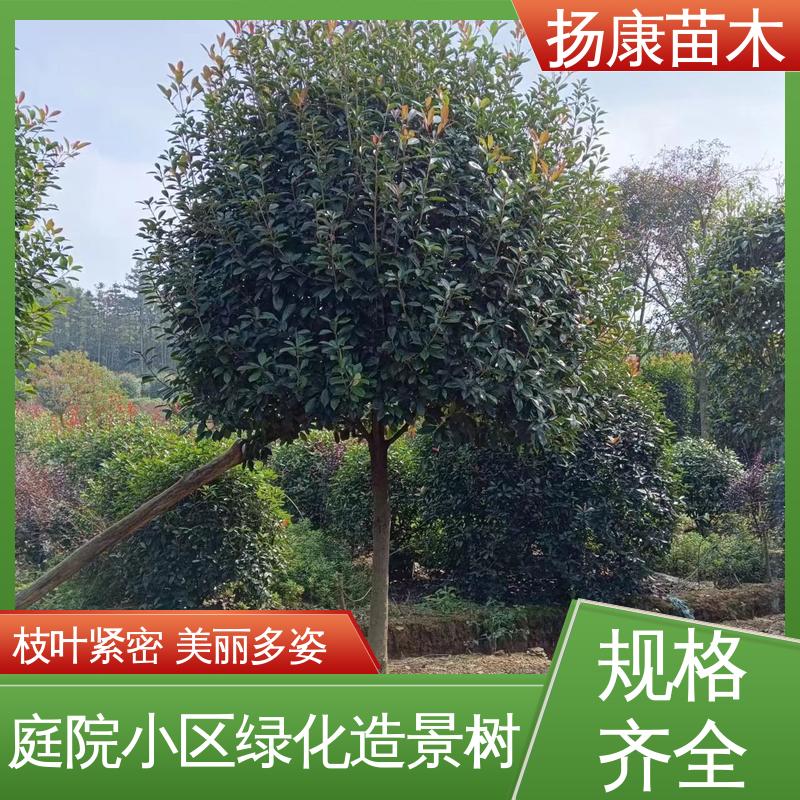 扬康苗木 红叶南栓 园林景区栽植 高成活率 规格齐全